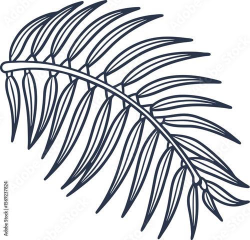 Tropical palm leaf outline monochrome botanical illustration, nature foliage, decorative floral element