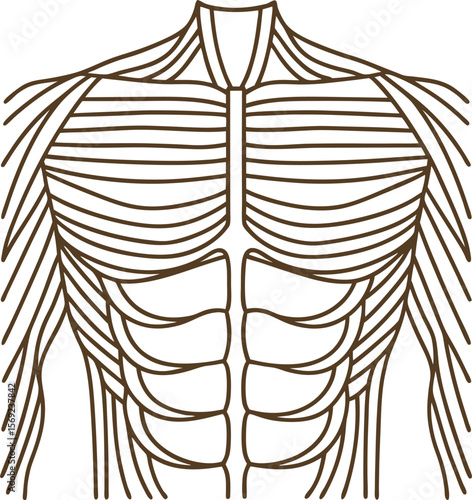 Upper torso muscle anatomy illustration human chest, abdomen, and arm muscular structure, front view diagram