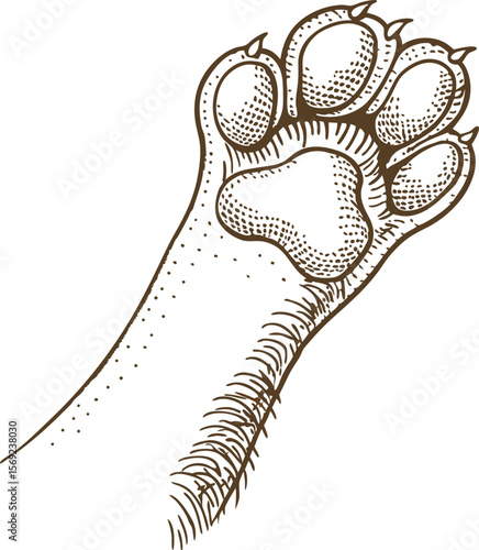 Cat paw illustration detailed feline claw and pads, animal limb sketch, isolated  graphic drawing