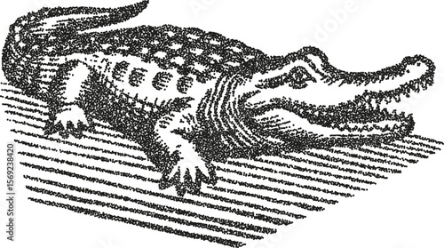 Alligator lying on surface, vintage monochrome engraving illustration reptile, wildlife, dotted ink drawing