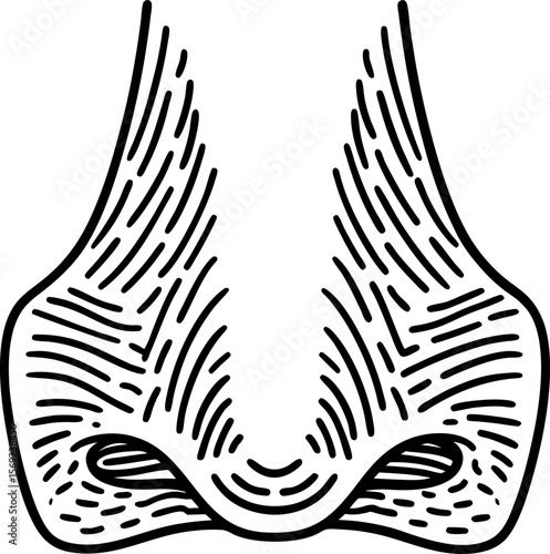 human nose nostrils close up black and white anatomical illustration of nasal structure and detail