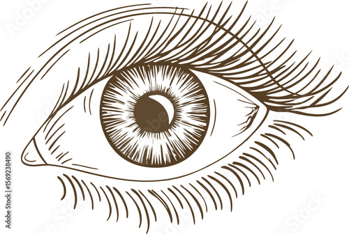 Detailed hand drawn human eye illustration with bold eyelashes and realistic iris, sketch  art