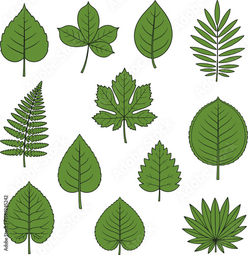 Assorted Green Leaves Illustration with Veins and Various Shapes