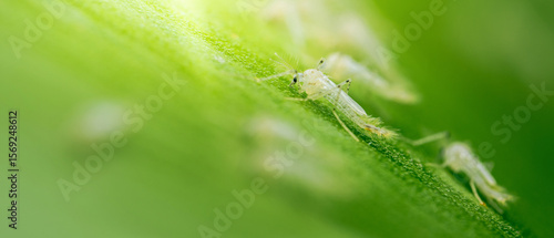 Wallpaper Mural Whiteflies walking on green leaf: pests in agriculture and horticulture Torontodigital.ca