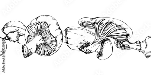 Bolete cep russula suillus mushroom fungi, autumn forest harvest, edible raw ingredient for vegan cooking. Seamless banner header hand drawn in vector ink. Menu list accents, farmers market wrapping
