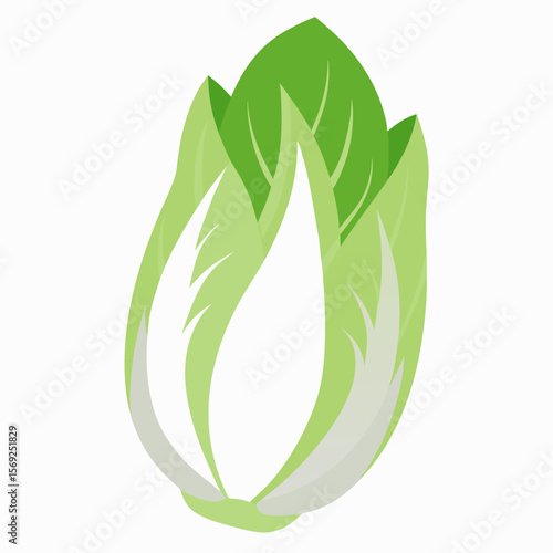 Endive  vegetable vector perfect for healthy food, farm, eco, and organic-themed digital design projects.