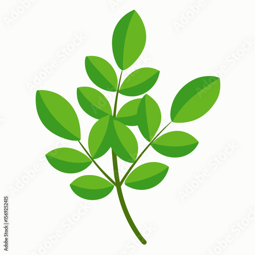 Moringa  vegetable vector perfect for healthy food, farm, eco, and organic-themed digital design projects.