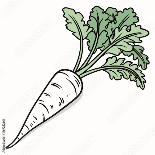 Parsnip  vegetable vector perfect for healthy food, farm, eco, and organic-themed digital design projects.