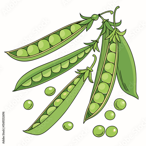 Peas vegetable vector perfect for healthy food, farm, eco, and organic-themed digital design projects.
  
