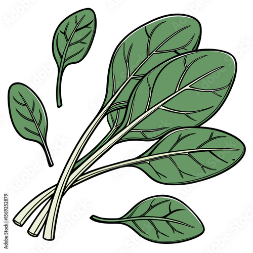 Spinach  vegetable vector perfect for healthy food, farm, eco, and organic-themed digital design projects.