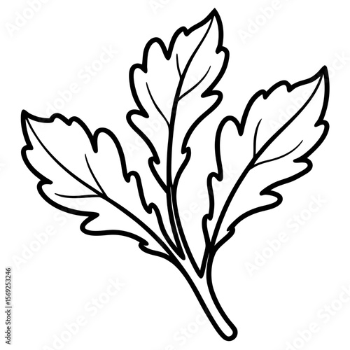 Arugula  vegetable vector perfect for healthy food, farm, eco, and organic-themed digital design projects.