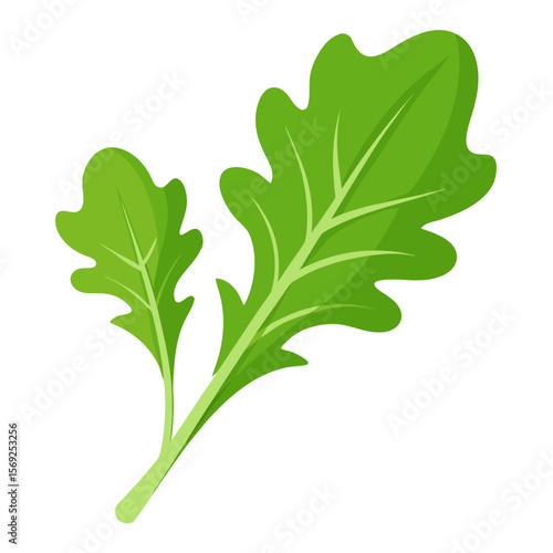 Arugula  vegetable vector perfect for healthy food, farm, eco, and organic-themed digital design projects.