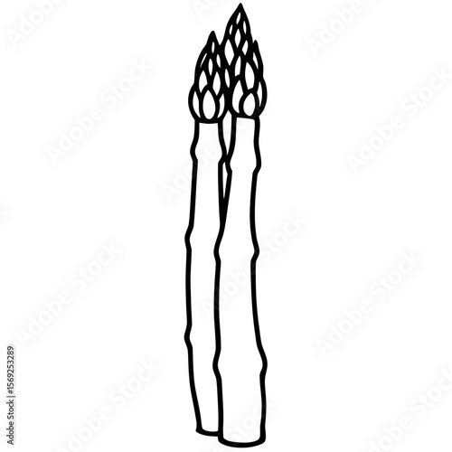 Asparagus  vegetable vector perfect for healthy food, farm, eco, and organic-themed digital design projects.