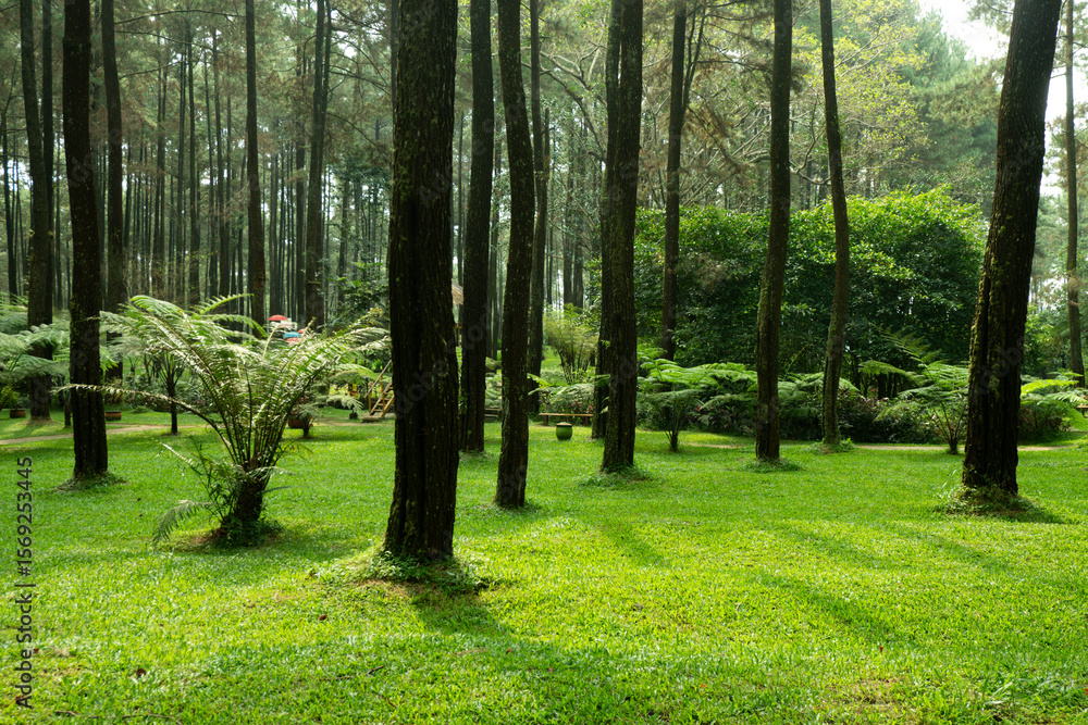 Obraz premium Serene Pine Forest Lush Green Grass and Sunlight Dappled Path