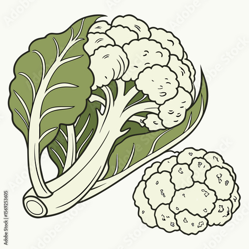 Cauliflower  vegetable vector perfect for healthy food, farm, eco, and organic-themed digital design projects.