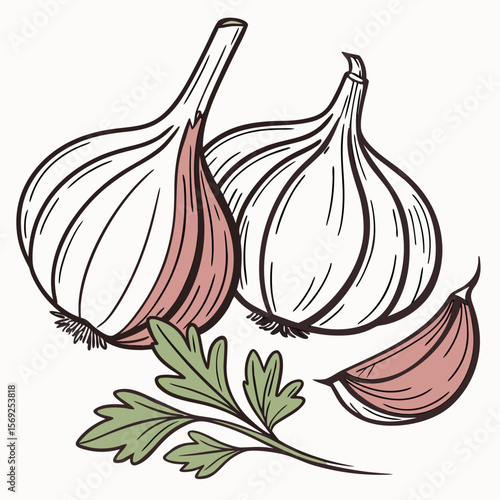 Garlic  vegetable vector perfect for healthy food, farm, eco, and organic-themed digital design projects.