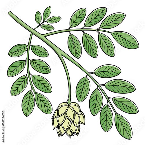 Moringa  vegetable vector perfect for healthy food, farm, eco, and organic-themed digital design projects.