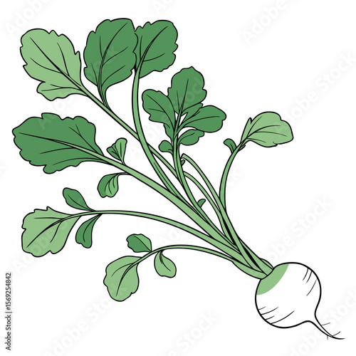 Turnip   vegetable vector perfect for healthy food, farm, eco, and organic-themed digital design projects.