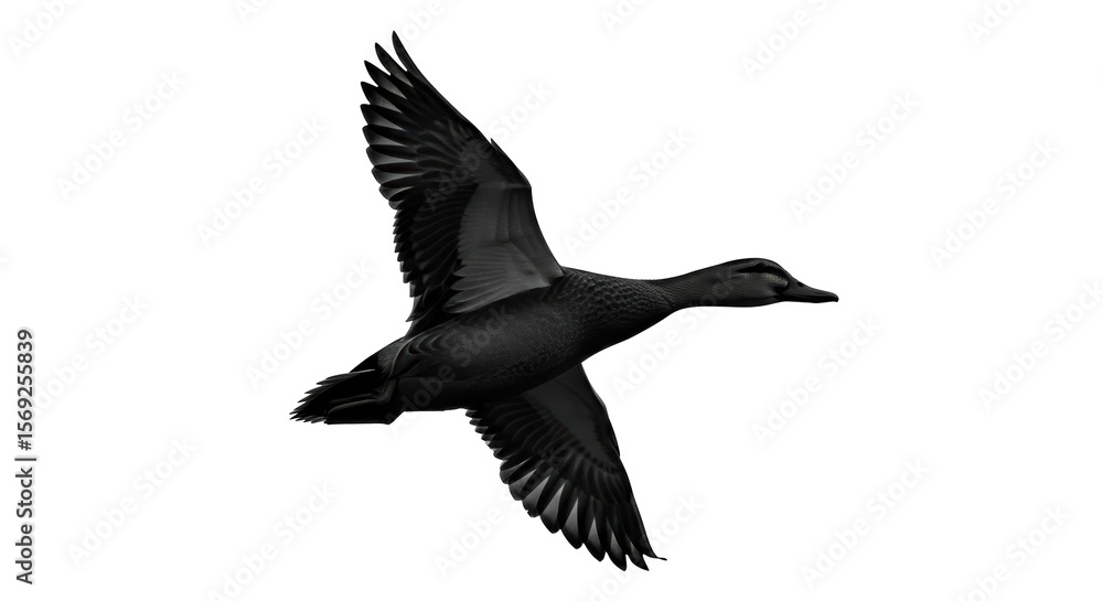 Obraz premium Isolated Duck Flying