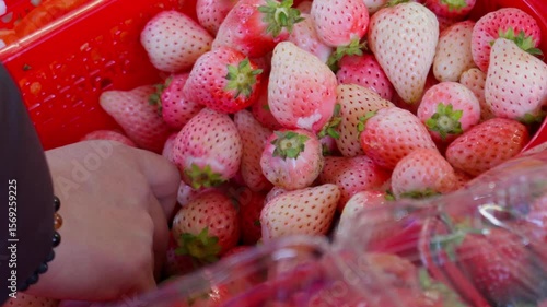 Light pink and white strawberries are picked by hand from a red basin—capturing subtle color, gentle fruit textures, and tactile interaction in a seasonal harvest moment.
