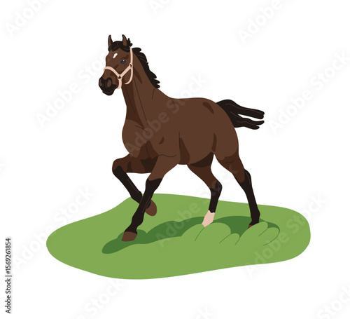 Horse walking on grass field. Domestic thoroughbred steed, farm stallion with...