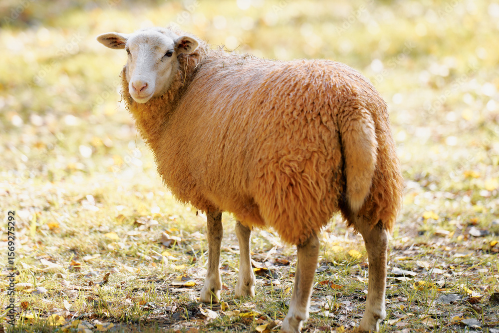 Obraz premium A fluffy sheep stands in a sunny meadow surrounded by autumn foliage, enjoying the warm afternoon light in a rural area