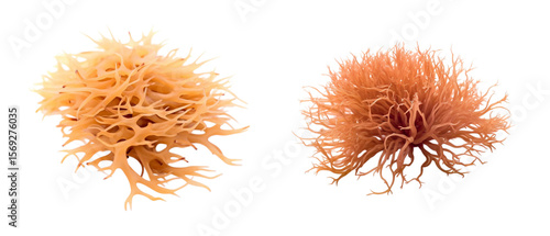 Irish Moss image isolated on transparent background.