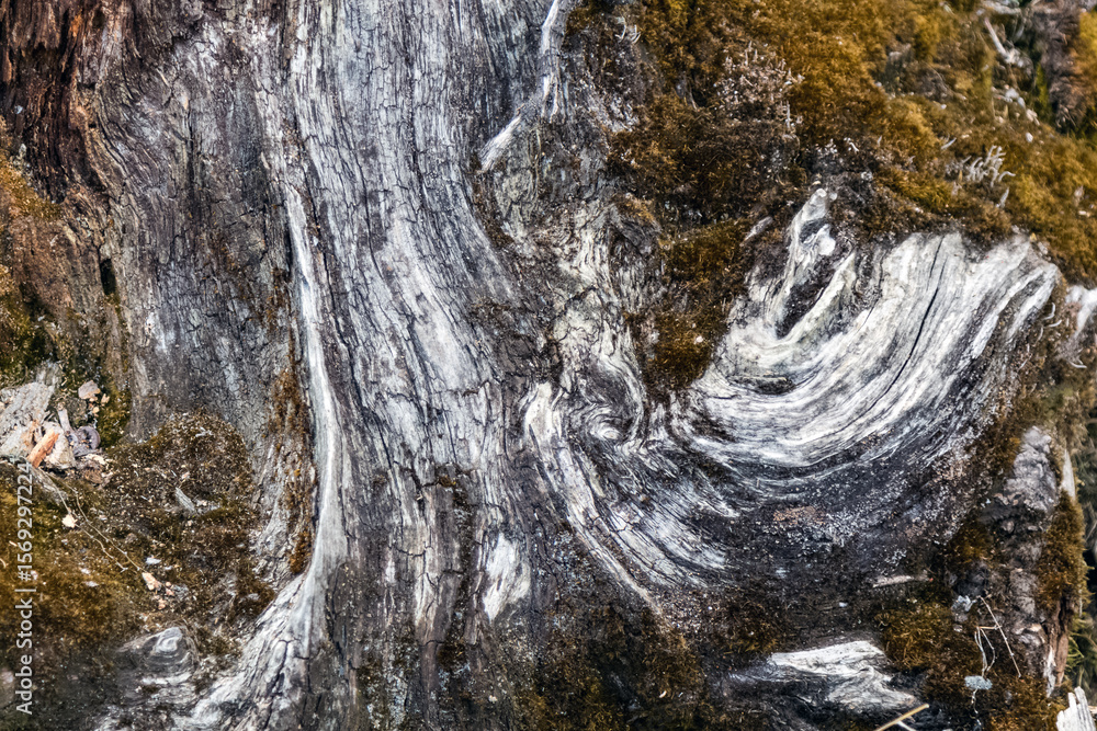 Detailed image focusing on the intricate textures of aged tree bark adorned with moss, showcasing the beauty of natural patterns and organic details. Detailed image focusing on the intricate textures of aged tree bark adorned with moss, showcasing the beauty of natural patterns and organic details.