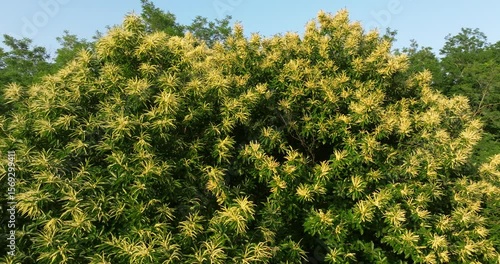 Aerial view of the Sweet Chestnut Tree in Bloom (Castanea sativa)