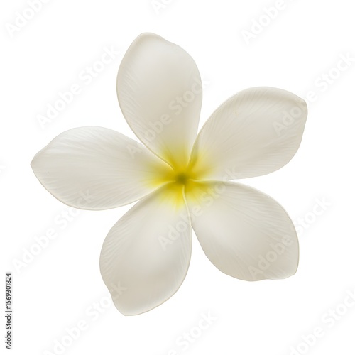White Plumeria Flower on White Background