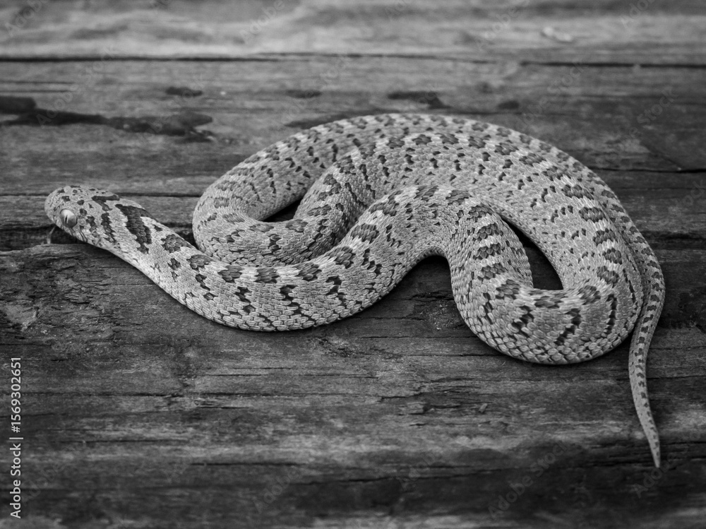 Obraz premium Black and white image of a patterned snake on a wooden surface.
