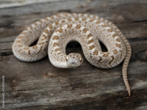 Wallpaper Mural Close-up of a patterned snake on a wooden surface. Torontodigital.ca