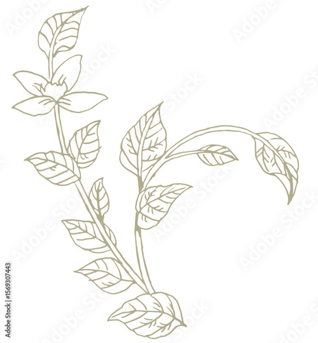 花のスケッチ素材。ベクターイラスト素材。