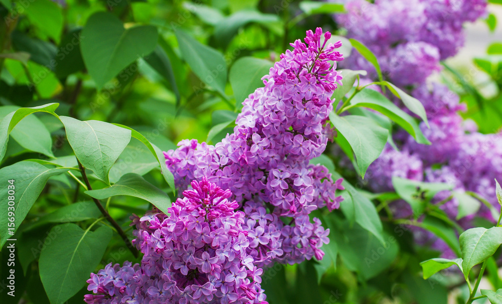 Obraz premium Lilac blossoming branches, Selective focus