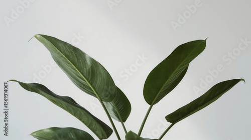 Wallpaper Mural Beautiful rubber plant on white background. Home decor ( Torontodigital.ca
