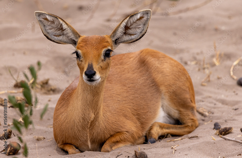 Fototapeta premium young impala antelope