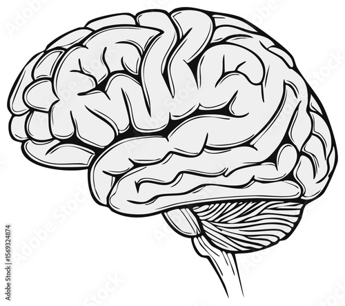 Detailed monochrome illustration of a human brain side view featuring gyri and sulci with a transparent background for design use