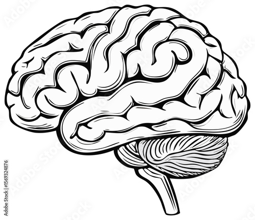 Stylized anatomical illustration of human brain in white against a stark black backdrop, showcasing convolutions and structure, isolated for versatile use.