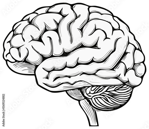 White cartoon illustration of brain with outlines on black background