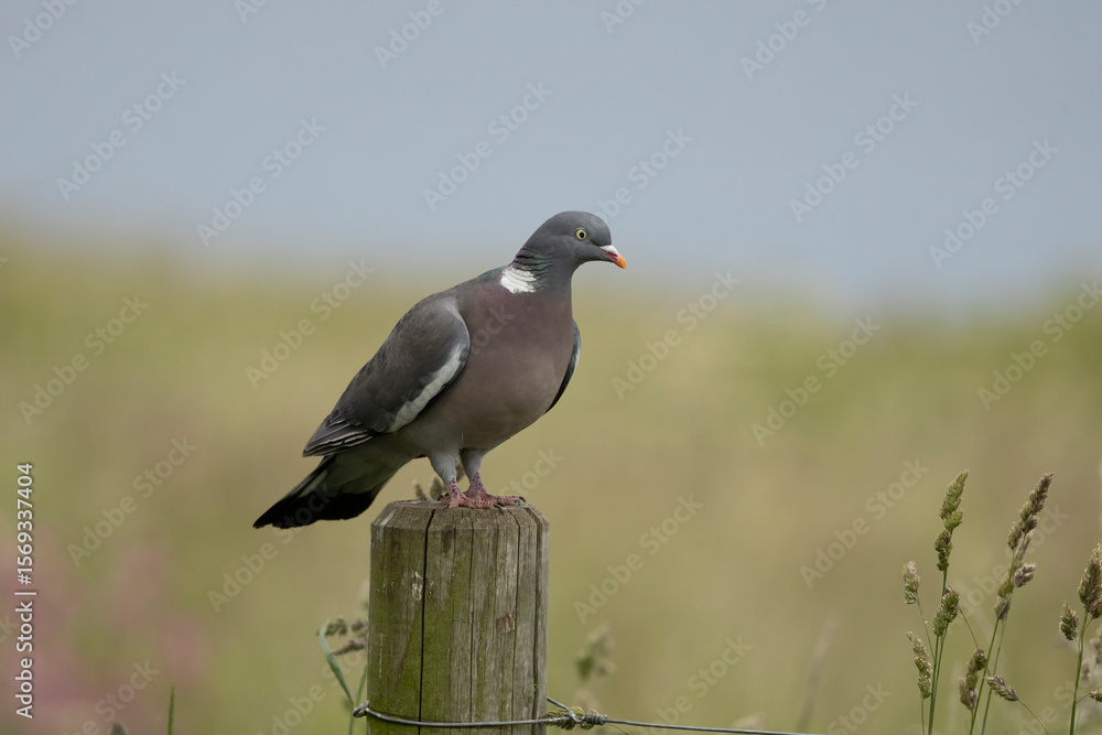 Fototapeta premium Wood pigeon columba palumbus, perched on a wooden post, green diffused background