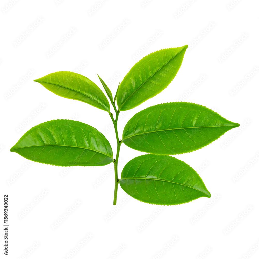 High-Quality PNG green tea leaves on white background High-Quality PNG green tea leaves on white background