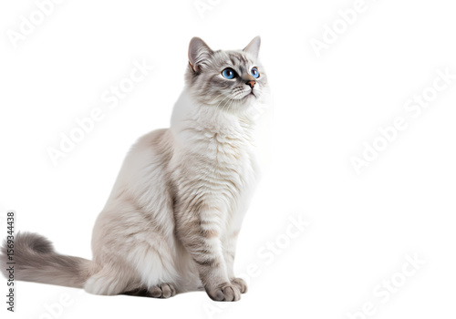 Wallpaper Mural Portrait of a Seal Point Neva Masquerade Cat isolated on transparent background Torontodigital.ca