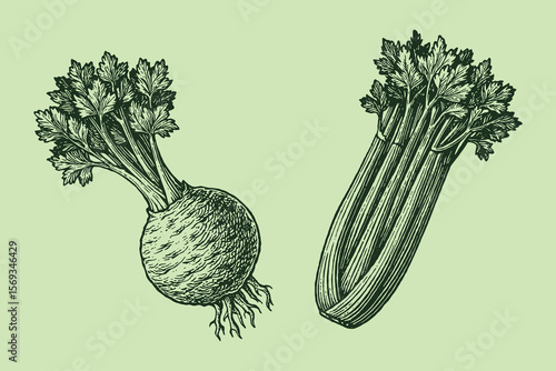 Celery root and stalk vintage engraving style vector illustration