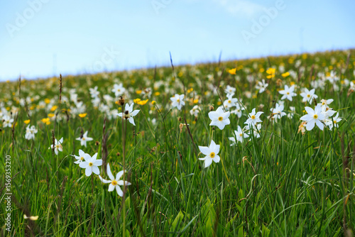 feel of wild daffodils