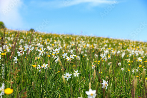 field of daffodils