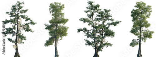 Tableau sur toile Set of Taxodium distichum (commonly known as bald cypress) trees and trees in mo