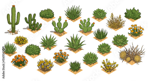 Desert plants collection vector illustration for landscape design featuring various cactus and succulent species in detailed style