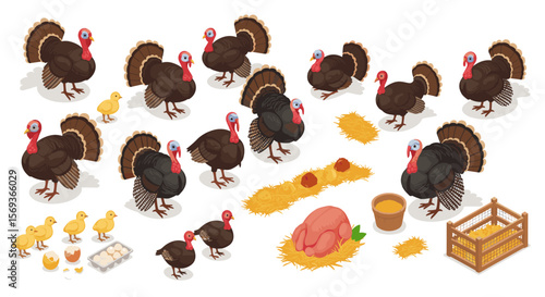 Thanksgiving turkey farm vector illustration - isometric design for holiday cards and posters