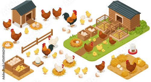 Isometric farmyard vector illustration featuring chickens and chicks for educational design