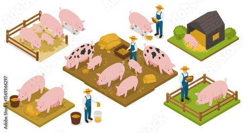 Isometric farm life vector illustration: pigs and farmers feeding animals in barnyard for educational and design use
